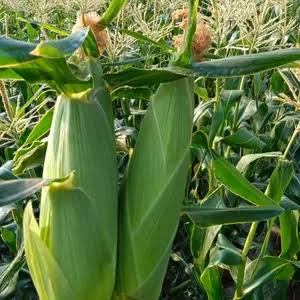 Hybrid seed packets